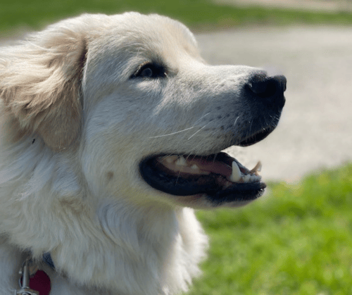 Great pyrenees clearance big dog breed